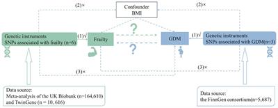 Association between frailty and gestational diabetes mellitus: a bidirectional and multivariable Mendelian randomization study